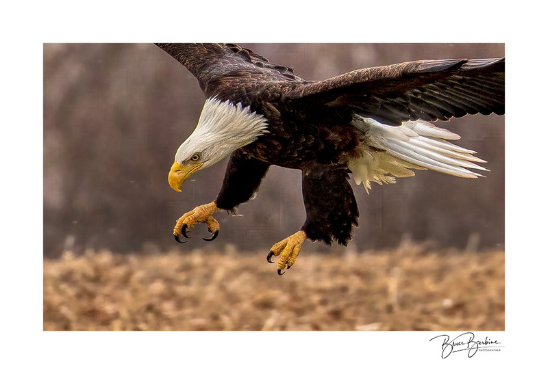 _DBB4777-Closing In-Eagle Watch NS.jpg