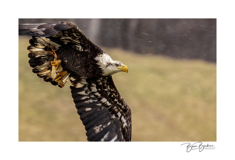 _DBB4843-Attack Position-Eagle Watch NS.jpg