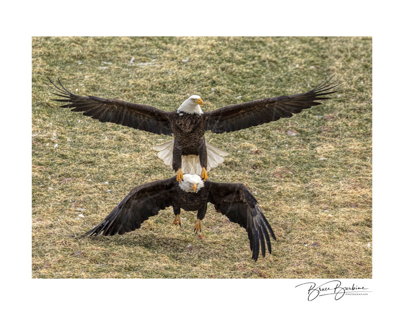 _DBB5003-Catching a Flight Out.jpg