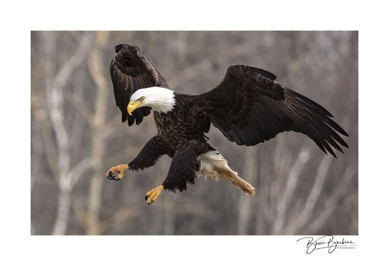 _DBB5067-Ready to Attack-Eagle Watch NS.jpg