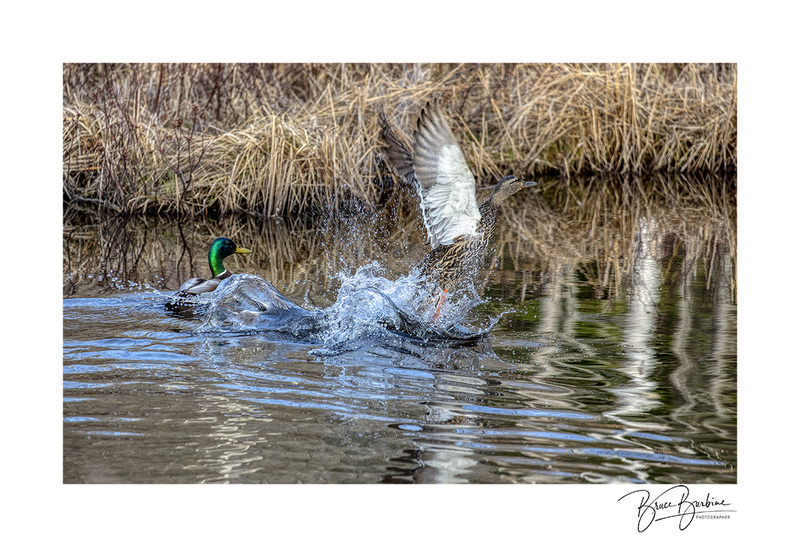 _DBB8669-Take Off-Athol NS.jpg