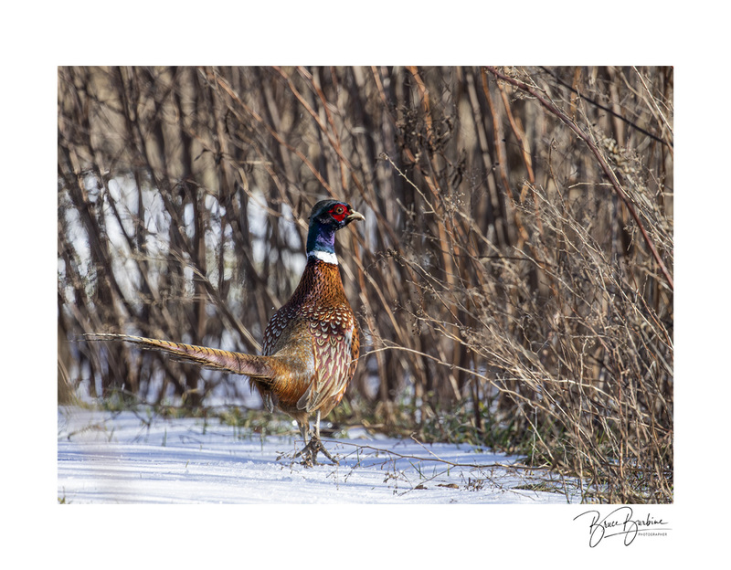 _DDBB9490-On the Run-Pheasant Outback-Southampton NS.jpg