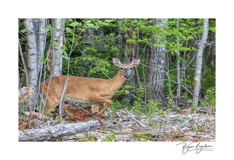 _IDBB6510-Mother  Child-Spruce Haven NS(1).jpg