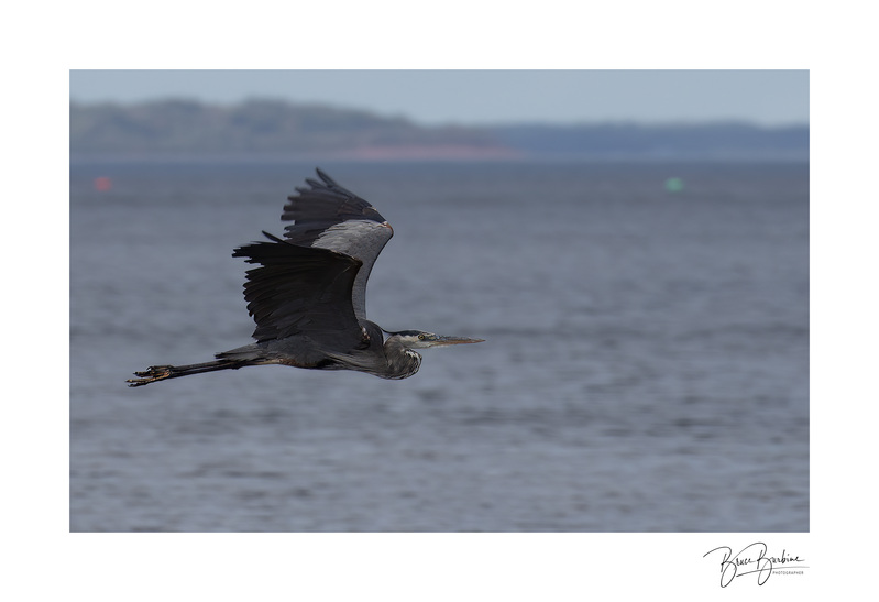 IDBB2016-Gray Heon-2021.jpg