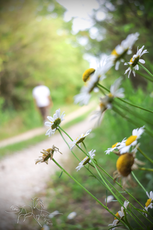 Daisy Walk.jpg