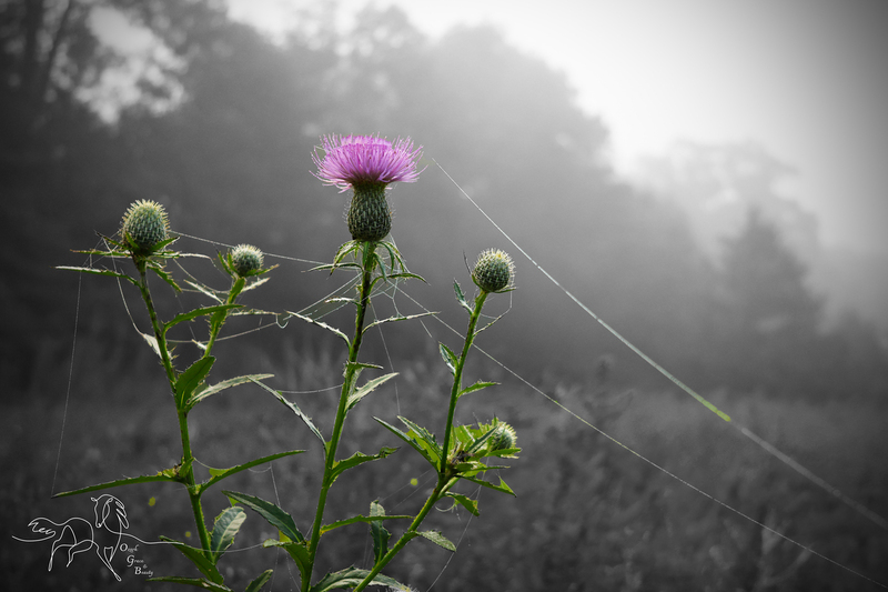 Morning Thistle.jpg