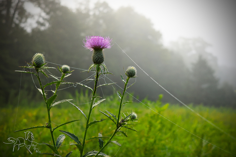 Purple Thistle.jpg