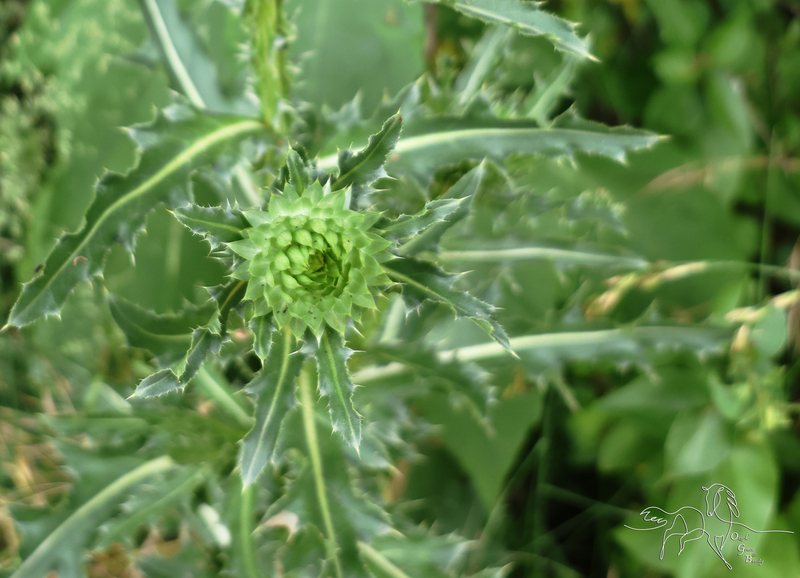 Thistle.jpg