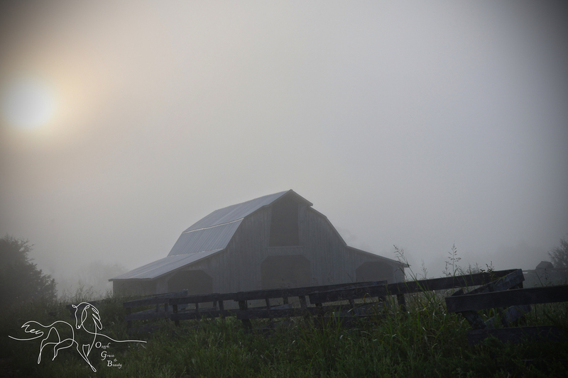 morning barn.jpg