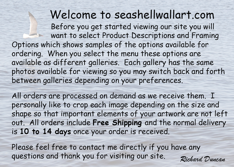 Seashell 0.jpg