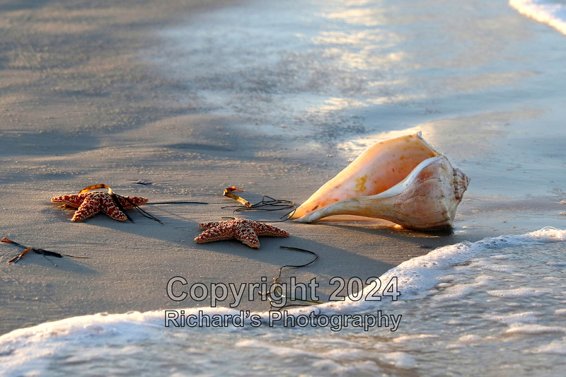 Seashell_1(3).jpg