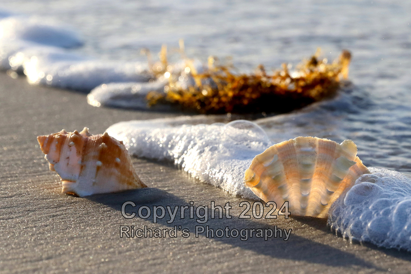 Seashell_10(1).jpg