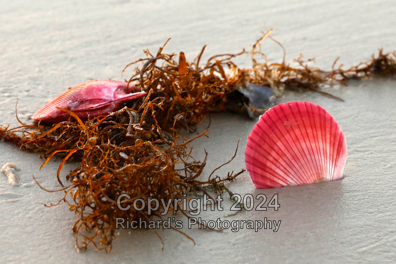 Seashell_11(3).jpg