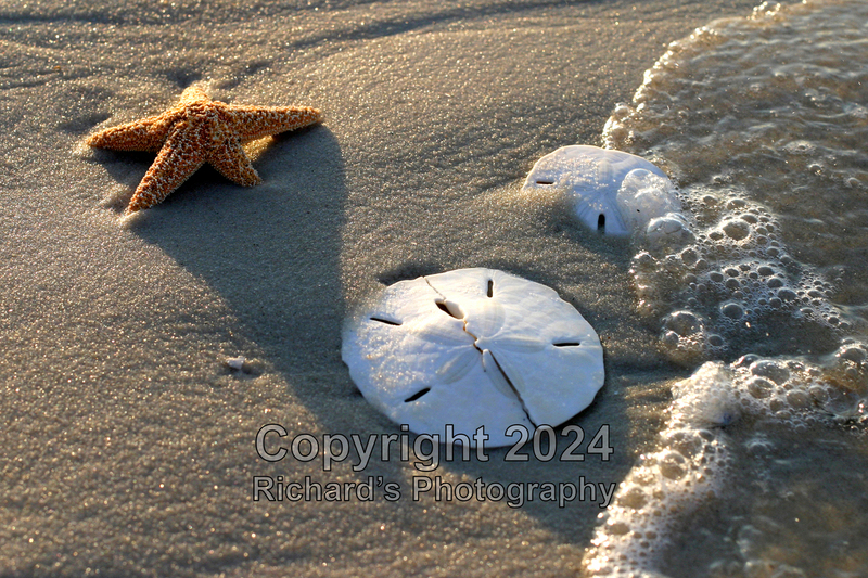 Seashell_12(1).jpg