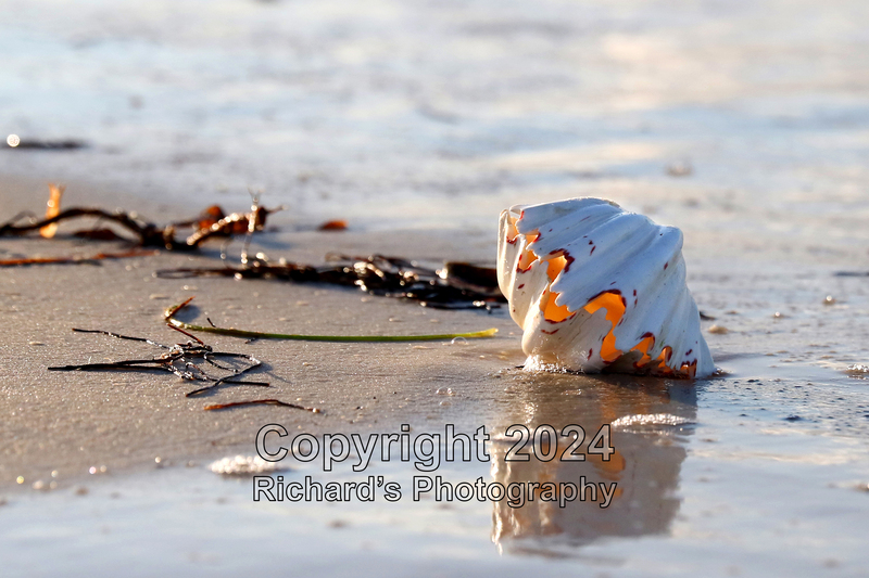 Seashell_13(4).jpg