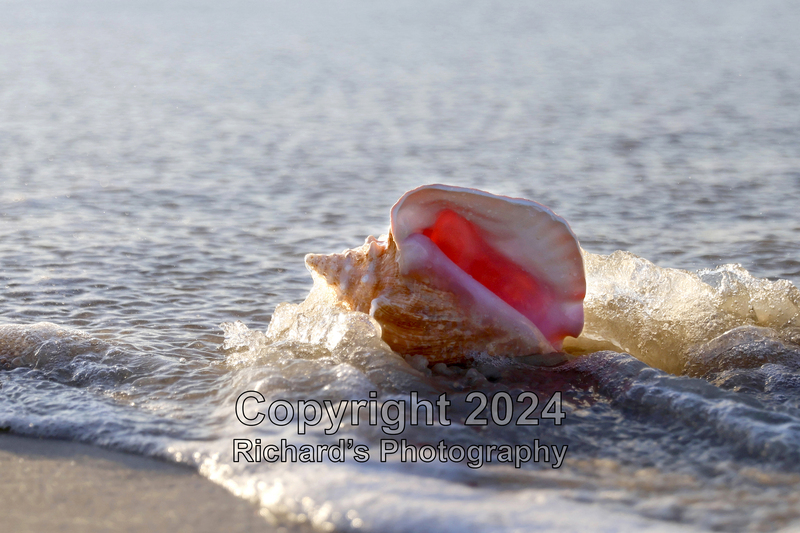Seashell_14(3).jpg
