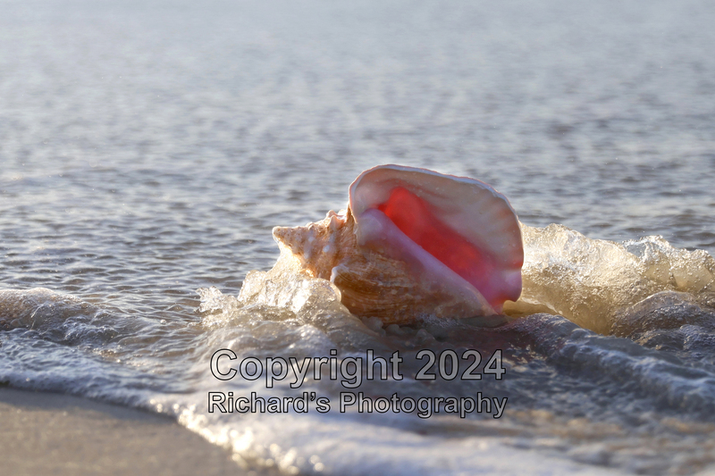 Seashell_14(5).jpg