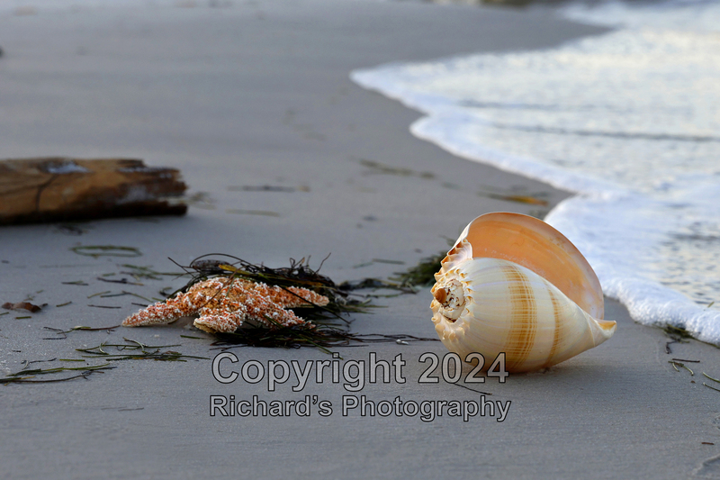 Seashell_15(1).jpg
