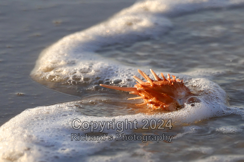 Seashell_16(1).jpg