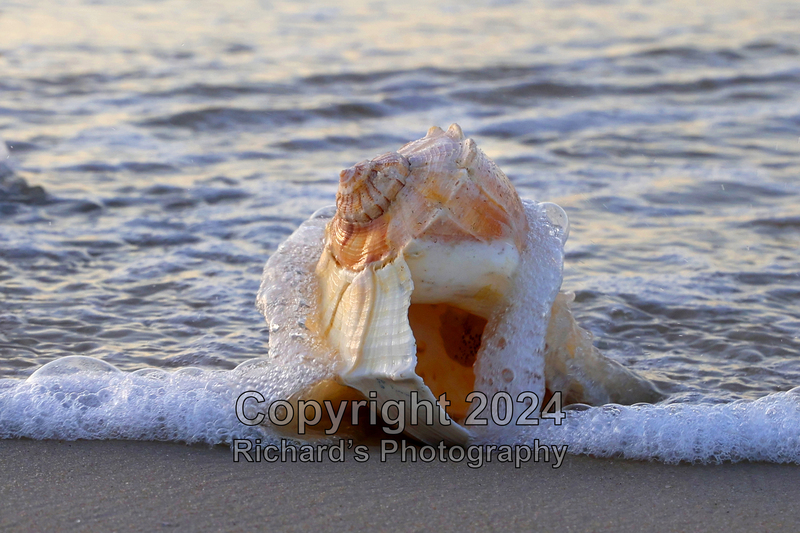 Seashell_17(3).jpg