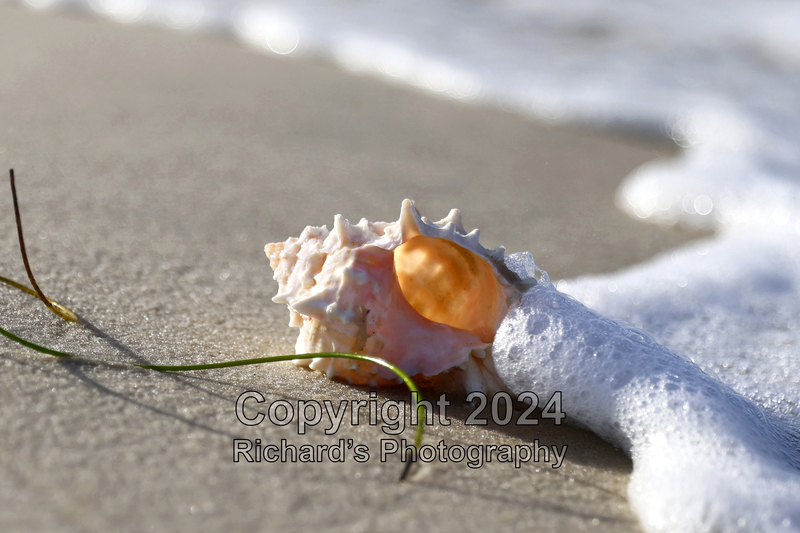 Seashell_18(3).jpg