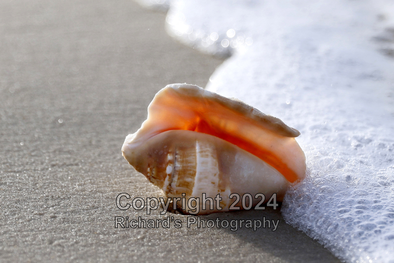 Seashell_19(1).jpg