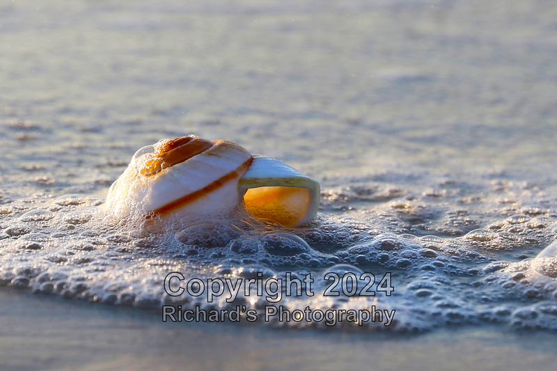 Seashell_2(5).jpg