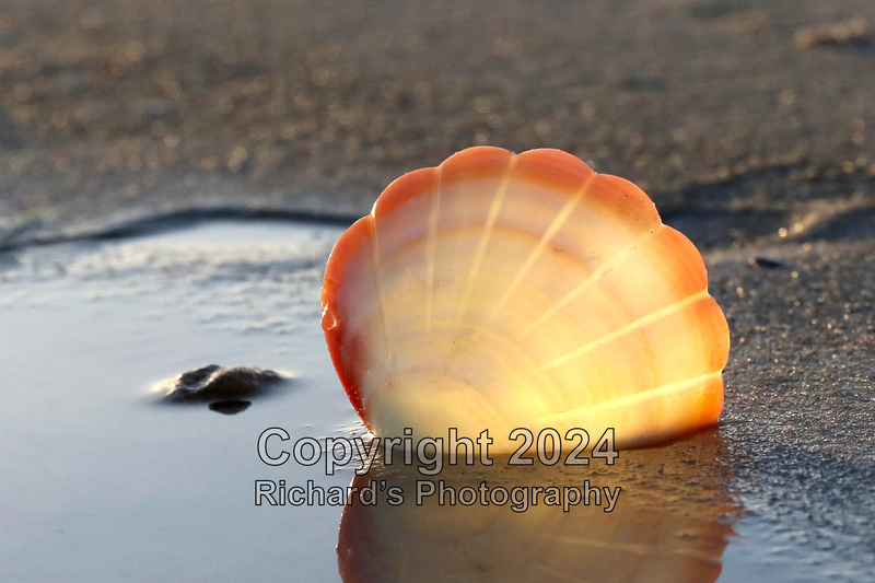 Seashell_20(5).jpg