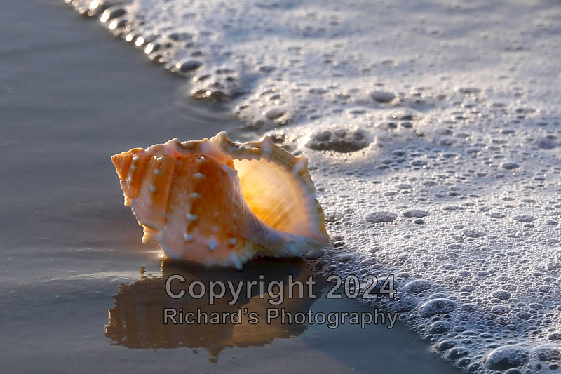 Seashell_21(5).jpg