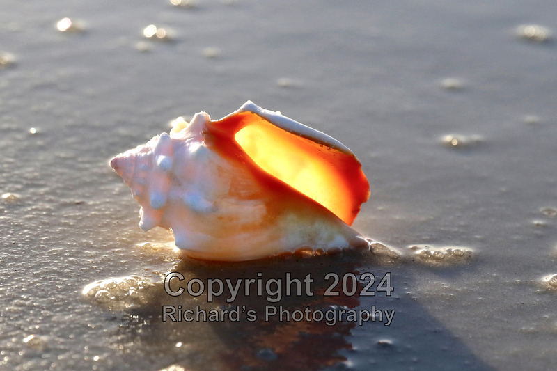 Seashell_22(5).jpg