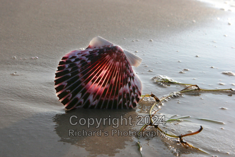 Seashell_23(3).jpg