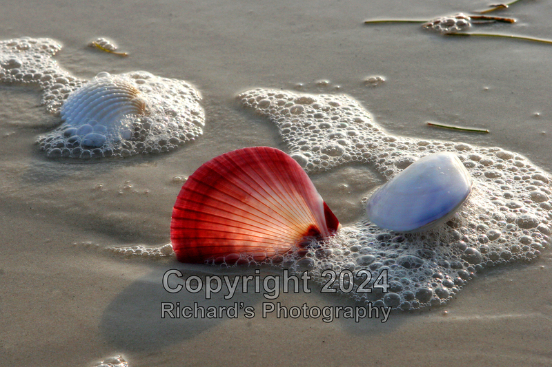 Seashell_24(5).jpg