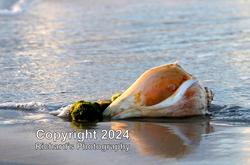 Seashell_25(3).jpg