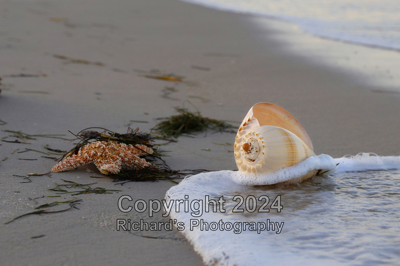 Seashell_26(3).jpg