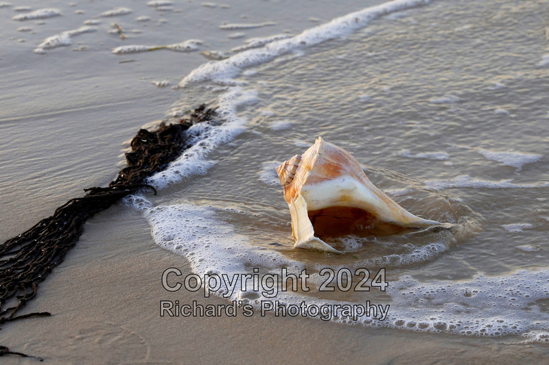 Seashell_27(5).jpg