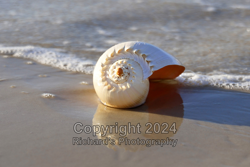 Seashell_28(5).jpg