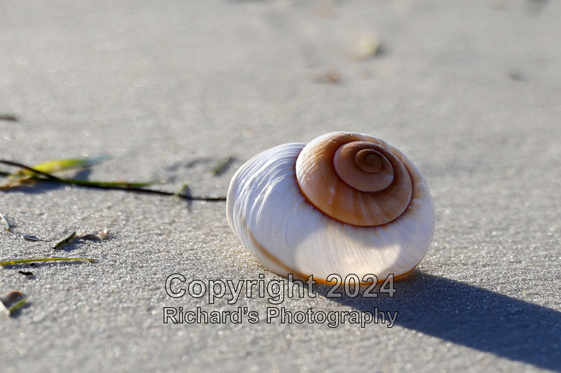 Seashell_29(4).jpg
