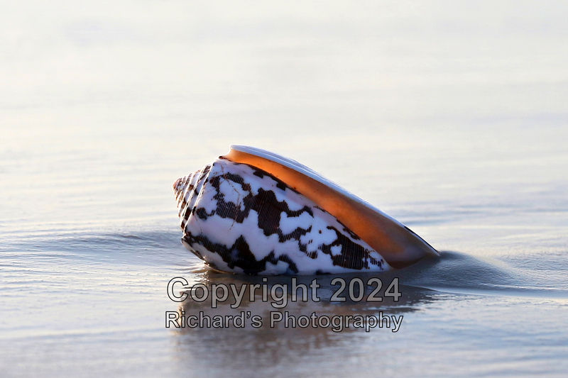 Seashell_3(5).jpg