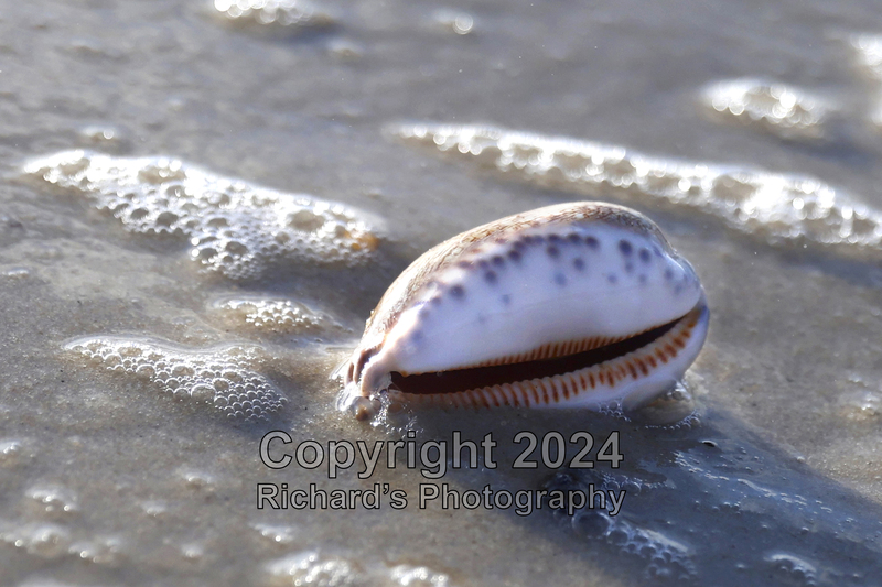 Seashell_30(1).jpg