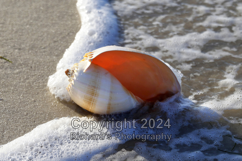 Seashell_31(3).jpg