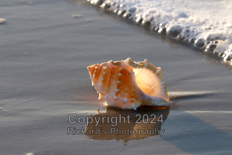 Seashell_32(3).jpg