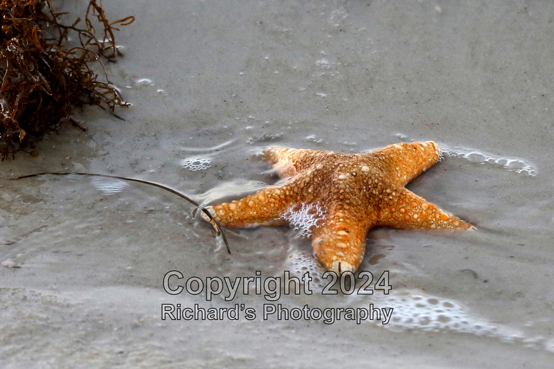 Seashell_33(4).jpg