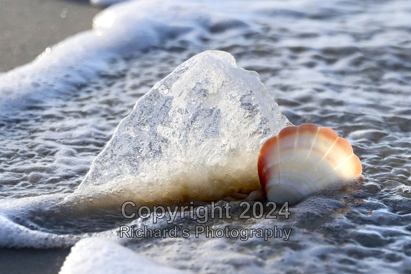 Seashell_34(4).jpg