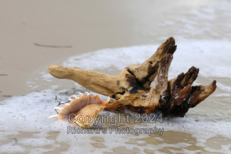 Seashell_35(1).jpg