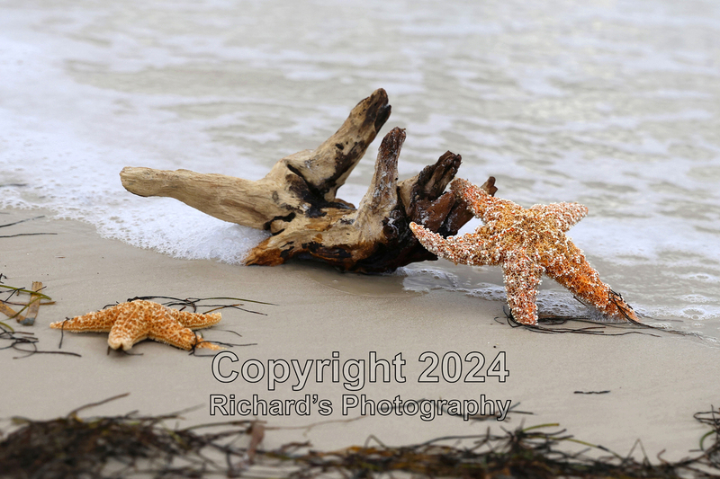 Seashell_36(5).jpg