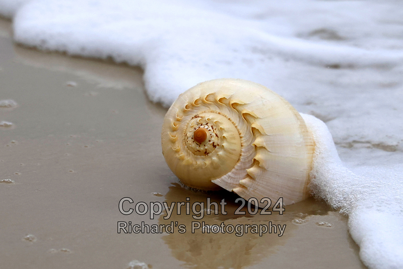 Seashell_37(3).jpg