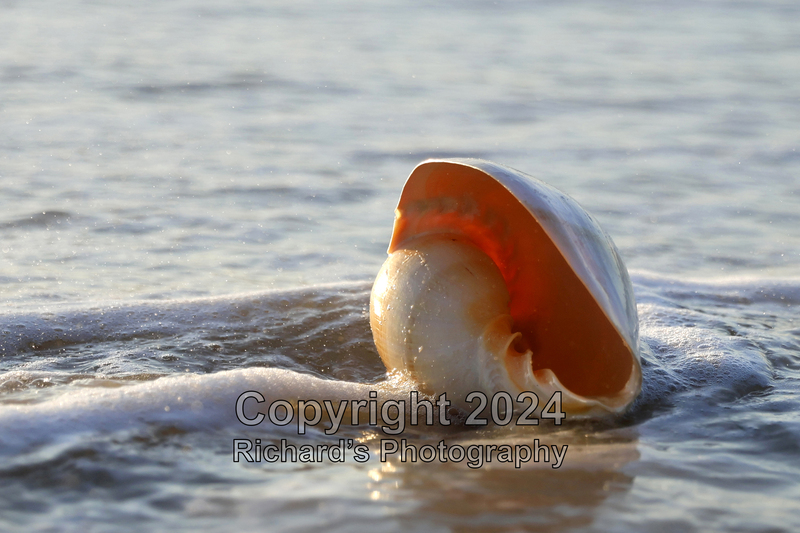 Seashell_38(4).jpg