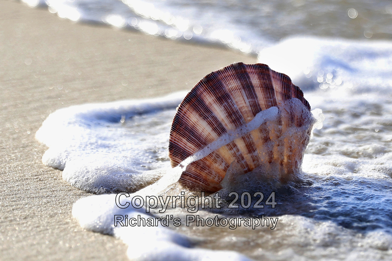 Seashell_39(5).jpg