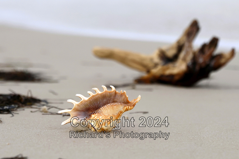 Seashell_4(3).jpg