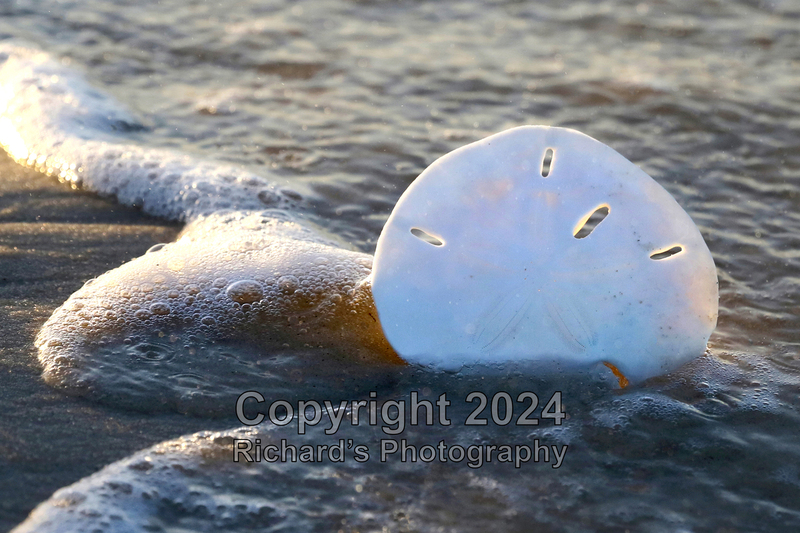 Seashell_40(4).jpg
